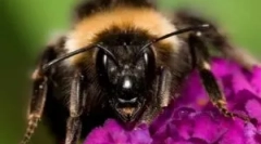 Šta učiniti ako ugrize bumbarbee?